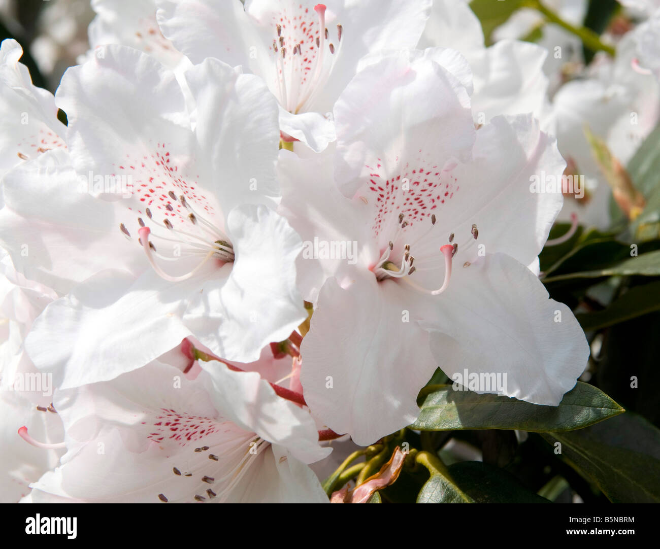 Rhododendron `Rex` Stock Photo